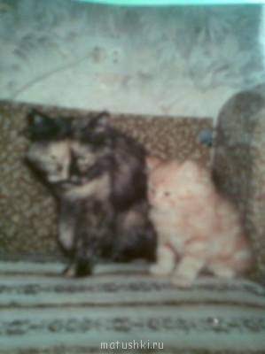 Кто там любит кошек? - новые фото 311.jpg