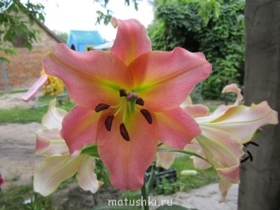 Наши цветы 2 - Начало 004.jpg