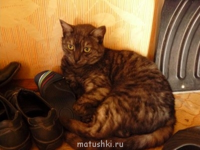 Кто там любит кошек? - P1060036.JPG