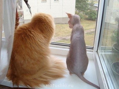 Кто там любит кошек? - DSC04387.JPG