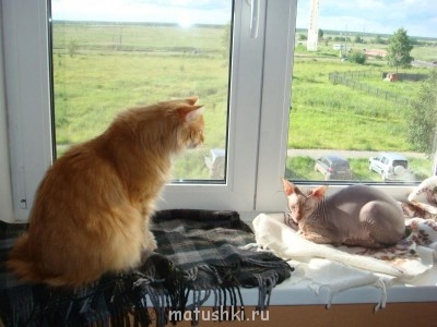 Кто там любит кошек? - DSC04291.JPG