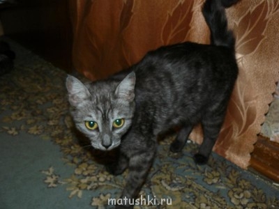 Кто там любит кошек? - P1010938.JPG