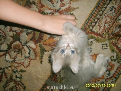 Кто там любит кошек? - S5000454.JPG