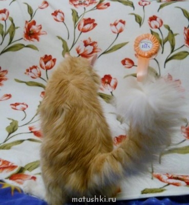 Кто там любит кошек? - DSCN2404 (590x640).jpg