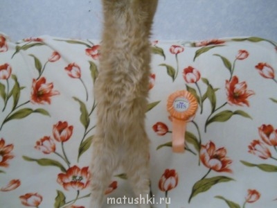 Кто там любит кошек? - DSCN2405 (640x480).jpg