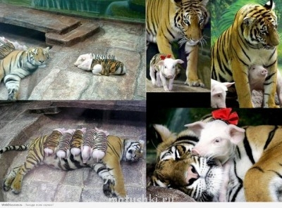 Они прекрасны и удивительны Из жизни животных. - VbatwGQNn8E.jpg