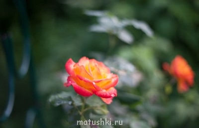 Наша дача - IMG_7434.jpg