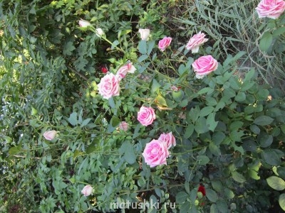 Наша дача - Изображение 048.jpg