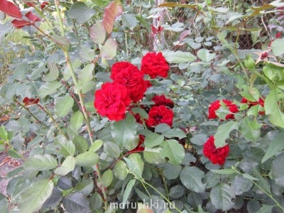 Наша дача - Изображение 049.jpg