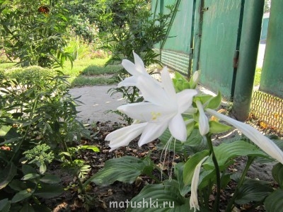 Наши цветы 2 - Изображение 053.jpg