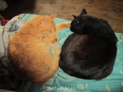 Кто там любит кошек? - IMG_0232.JPG