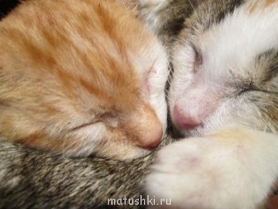 Кто там любит кошек? - IMG_0266.JPG