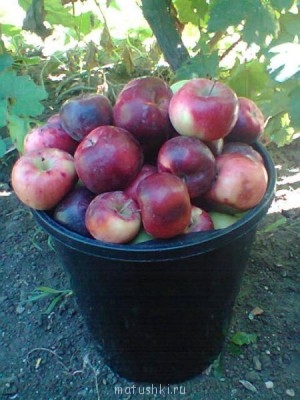 Наша дача - Фото0127.jpg