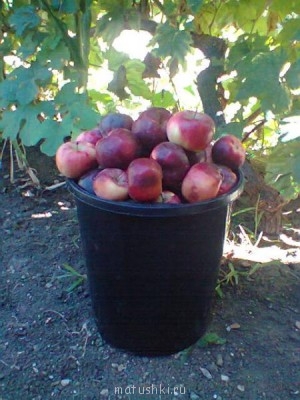 Наша дача - Фото0128.jpg