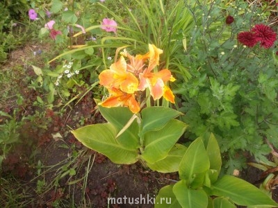 Наши цветы 2 - Изображение 032.jpg