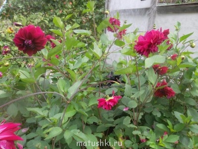 Наши цветы 2 - Изображение 033.jpg