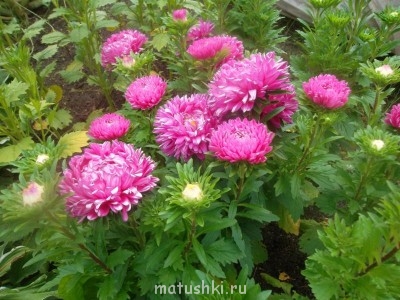 Наши цветы 2 - Изображение 034.jpg