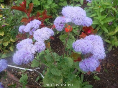 Наши цветы 2 - Изображение 035.jpg