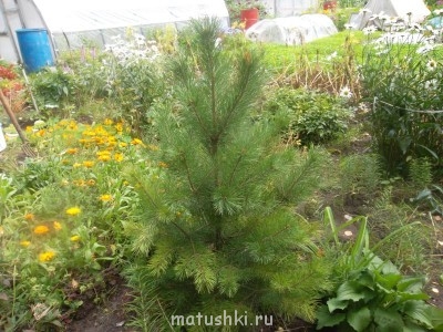 Наши цветы 2 - Изображение 038.jpg