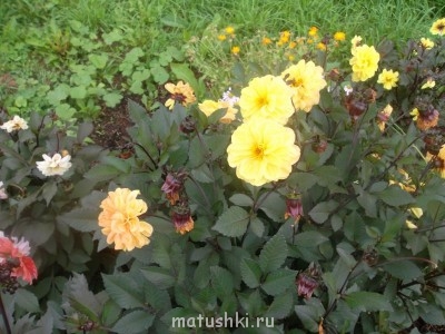 Наши цветы 2 - Изображение 085.jpg