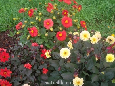 Наши цветы 2 - Изображение 091.jpg