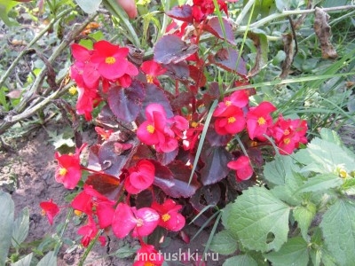 Наши цветы 2 - Изображение 063.jpg