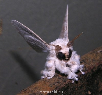 АВАТАРКИ банк аватарок и картинок для них  - w0NxilbuSQ0.jpg