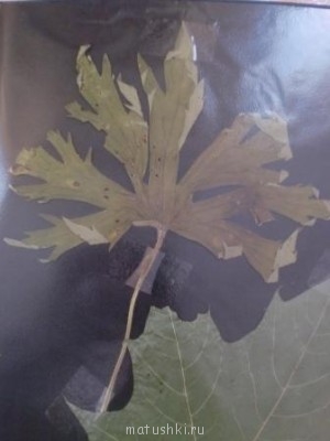 Тема для КОРОТКИХ вопросов  - CIMG7950.JPG