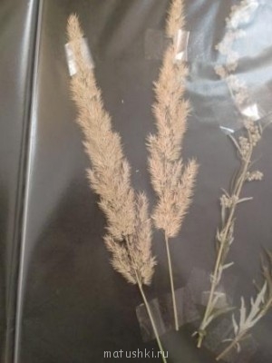 Тема для КОРОТКИХ вопросов  - CIMG7948.JPG