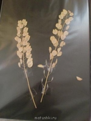 Тема для КОРОТКИХ вопросов  - CIMG7947.JPG