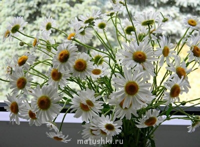 Помолимся о семье нашей форумчанки Прасковьи  - [gotowall.com]20120907_121733_3378.jpg