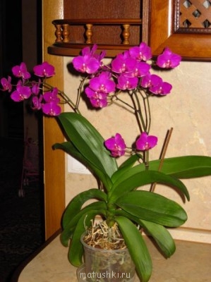 Орхидеи. - 10.01.2012 005.JPG