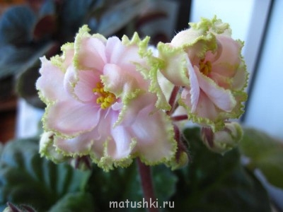 Аромат весны