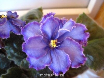 ГОЛУБОЙ ДРАКОН