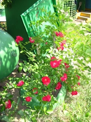 Наша дача - 13.06.2010 005.JPG