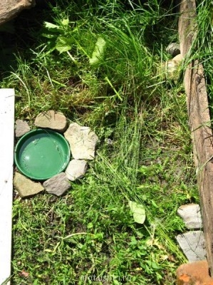 В ДЕРЕВЕНСКОМ ВОЛЬЕРЕ