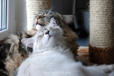 Кто там любит кошек? - 0_8633d_f0fd382c_L.jpg