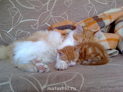 Кто там любит кошек? - Фото086.jpg