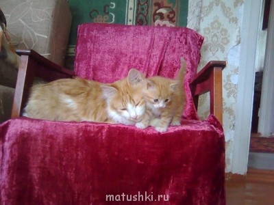 Кто там любит кошек? - Фото066.jpg