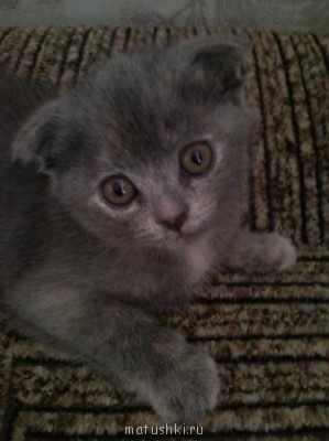 Кто там любит кошек? - SNC00204.jpg