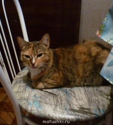 Кто там любит кошек? - P1060051.JPG