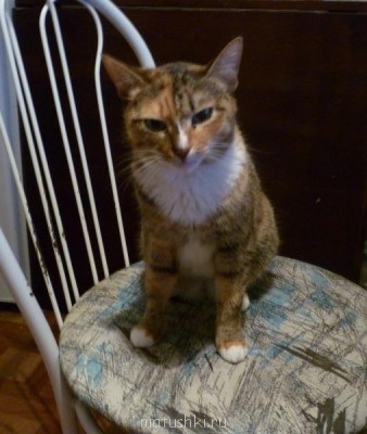 Кто там любит кошек? - P1060057.JPG