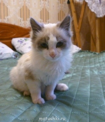 Кто там любит кошек? - P1060060.JPG