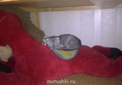 Кто там любит кошек? - 11102012114.jpg