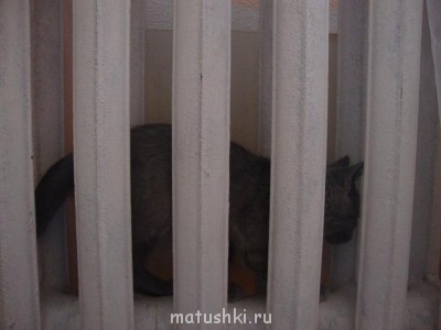 Кто там любит кошек? - 99_n.jpg