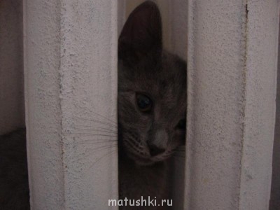 Кто там любит кошек? - 33_n.jpg