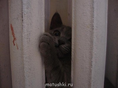 Кто там любит кошек? - _n.jpg
