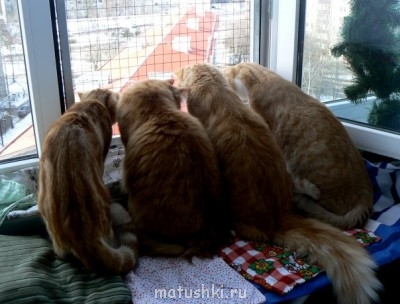 Кто там любит кошек? - 6f95f828803e.jpg