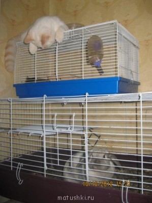 Кто там любит кошек? - IMG_4448.JPG