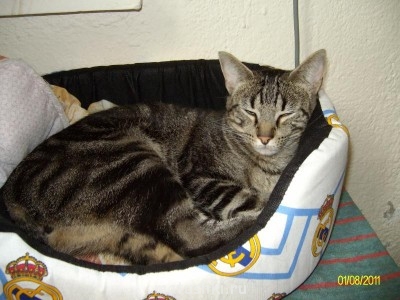 Мурчик 3.5 года,первенец,очень нежный и добрый кот,больше брата терпит малыша,нянчит его и часто охранят его во время дневного сна,чтобы он не упал с большой кровати.